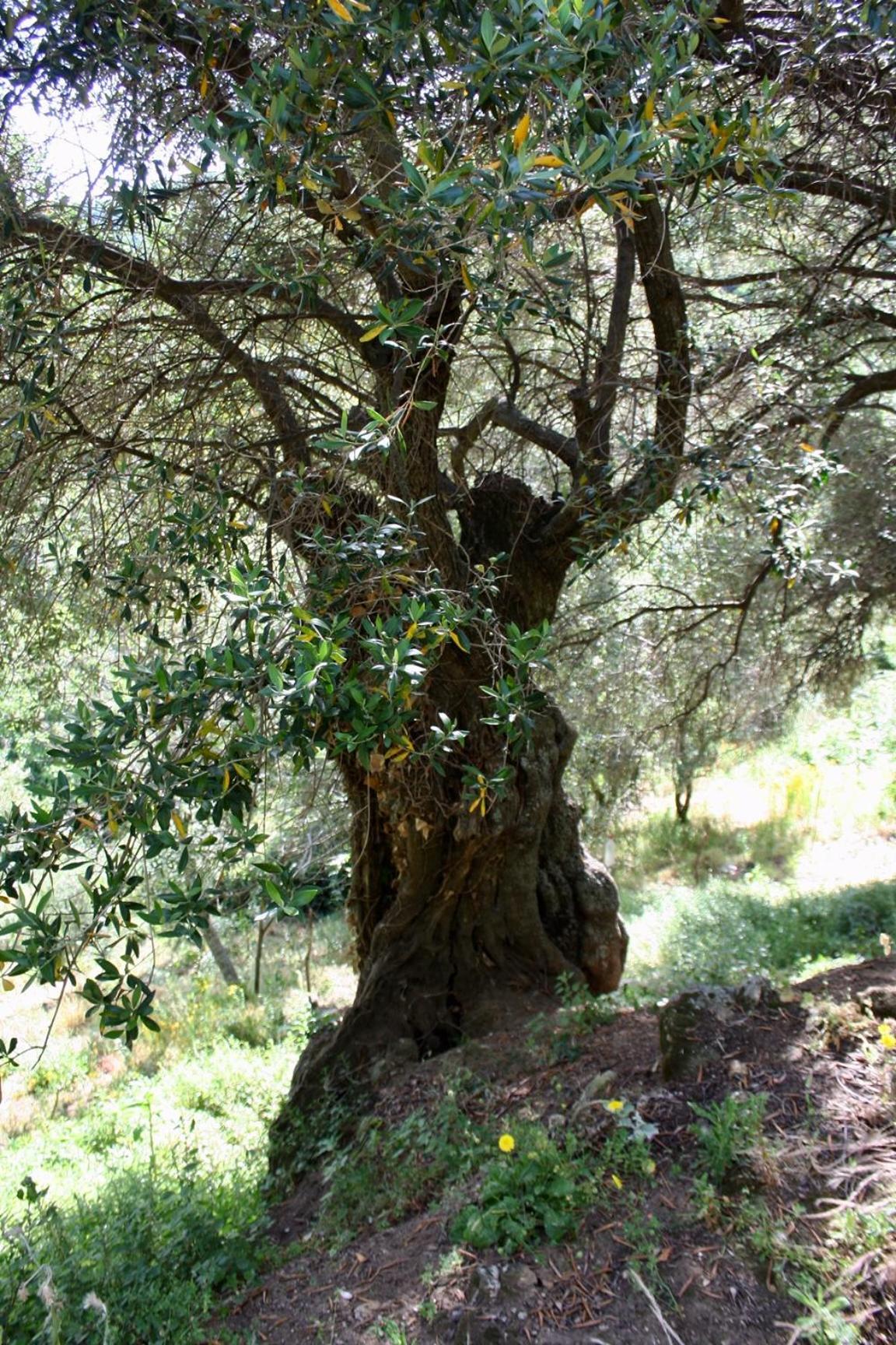 Costa Di Sognu Villa Bagian luar foto