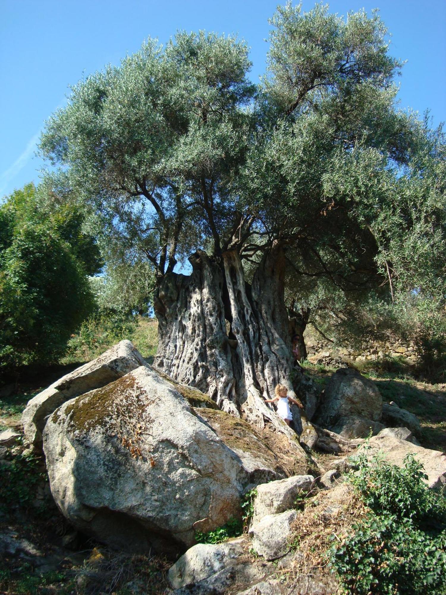 Costa Di Sognu Villa Bagian luar foto