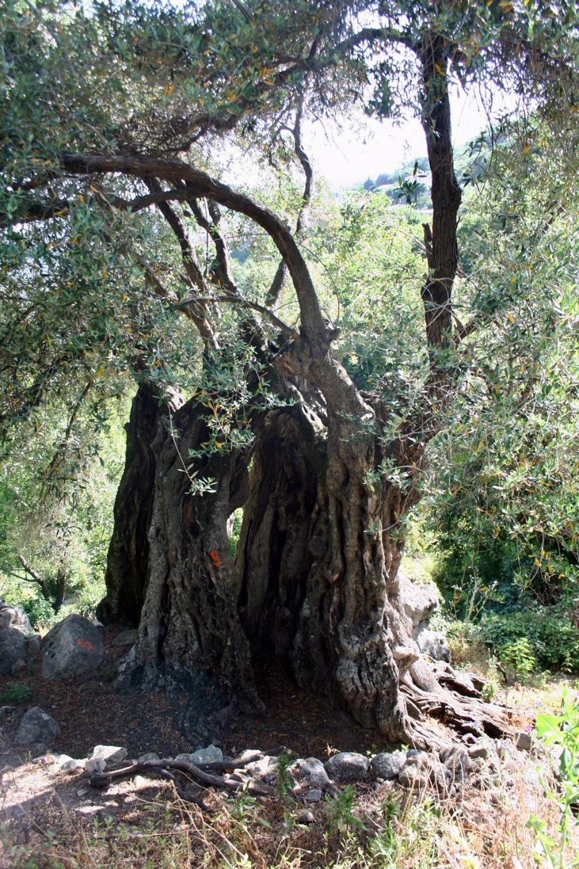 Costa Di Sognu Villa Bagian luar foto