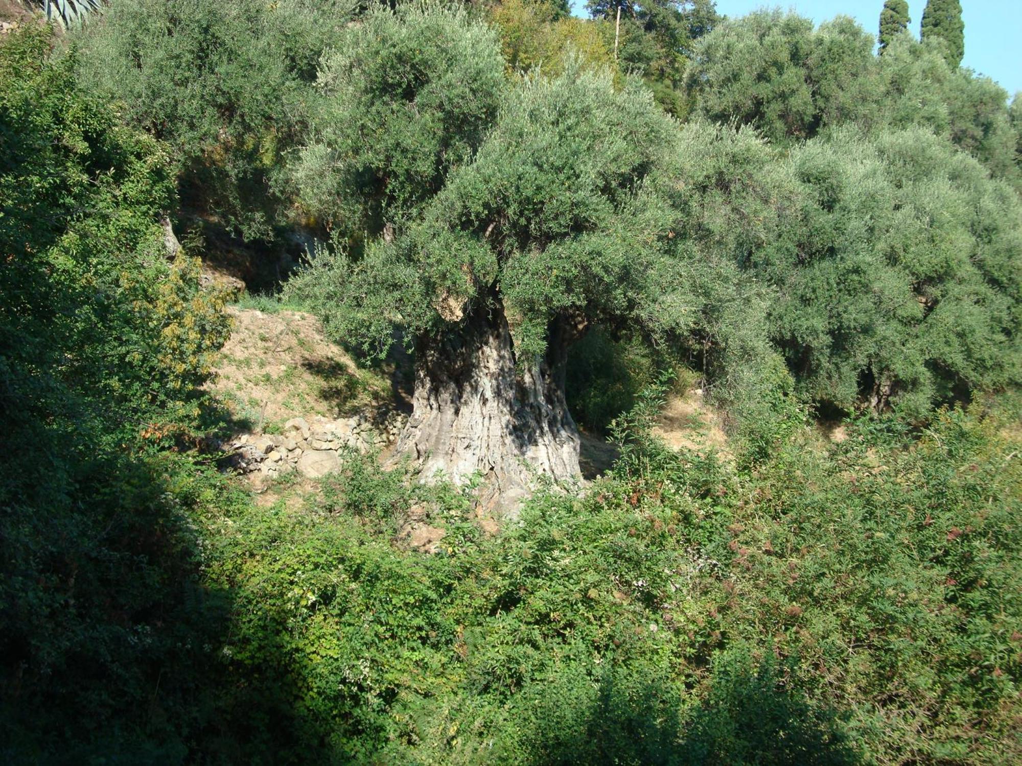 Costa Di Sognu Villa Bagian luar foto