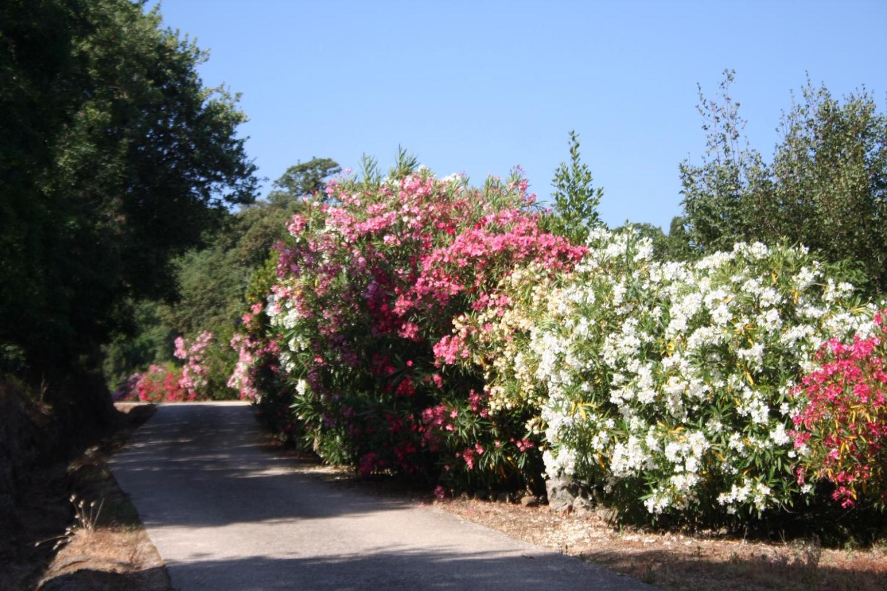 Costa Di Sognu Villa Bagian luar foto
